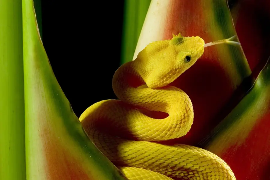 Esy 000111883 snake giftige verfuehrung1