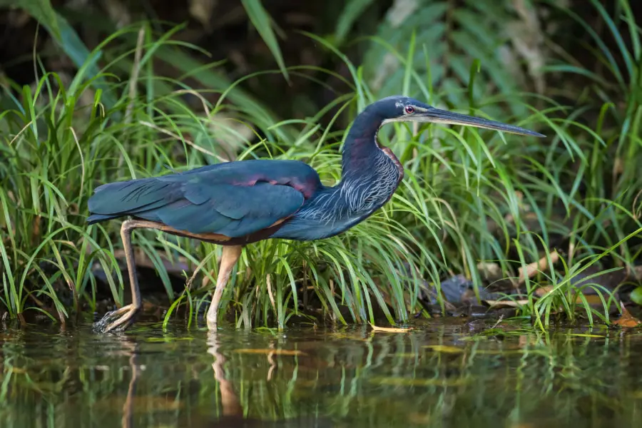 Agami heron