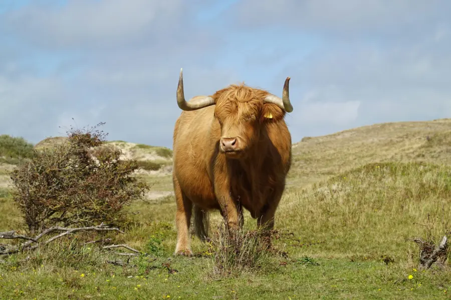 Peter hoogmoed tjtgm6ch9mu unsplash