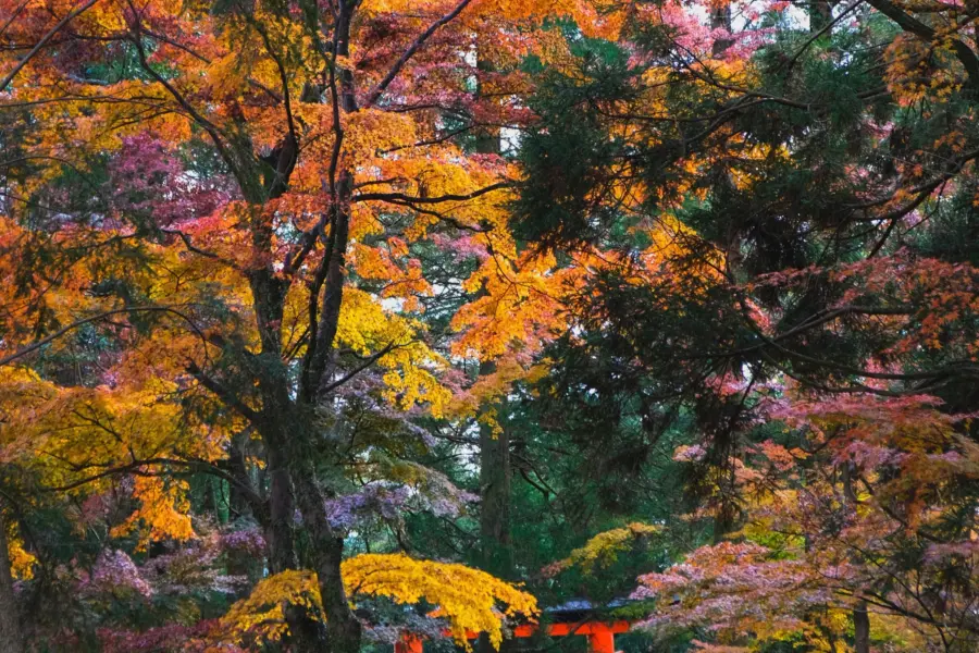 Chapman chow 5uh4j4e7fmq unsplash