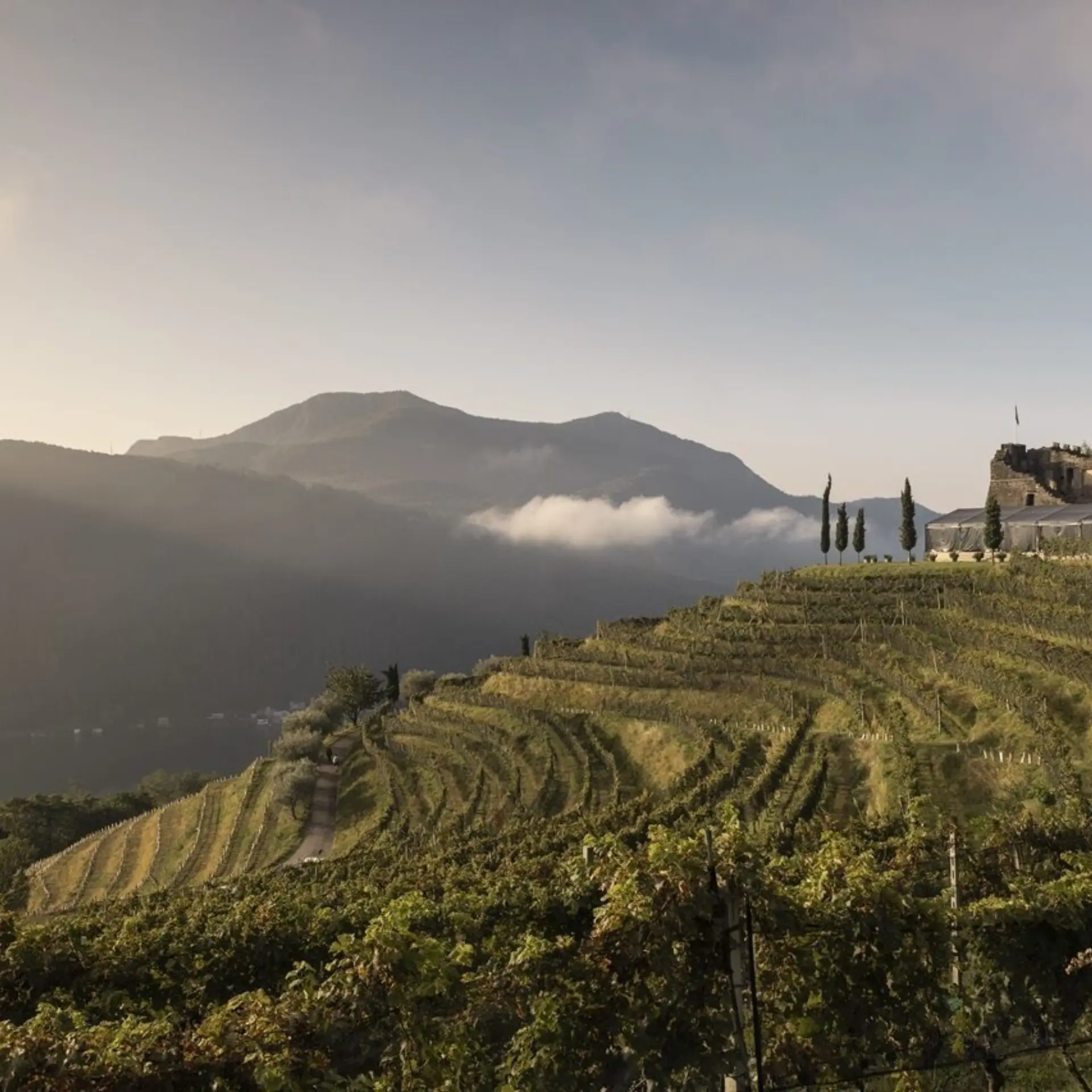 1770825171531switserland tourismst3x2gaby gianini grape harvest morcote71640