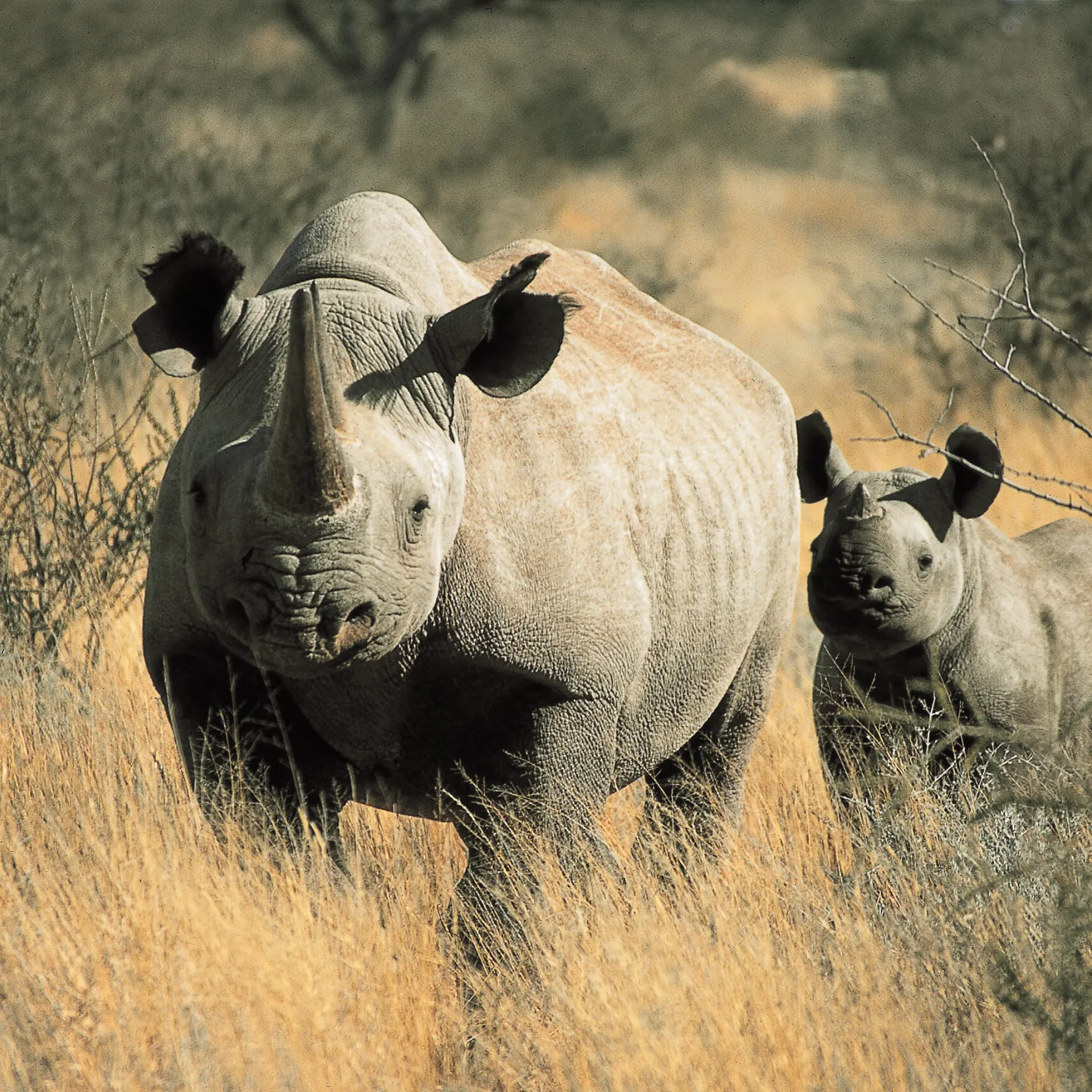 Black rhino
