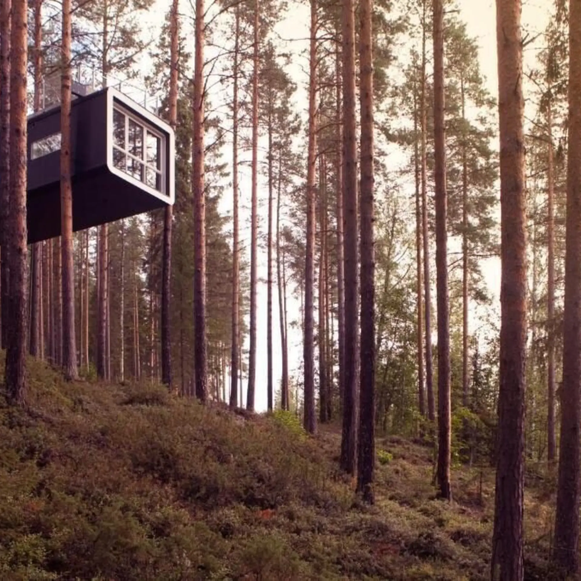 Treehotel 7
