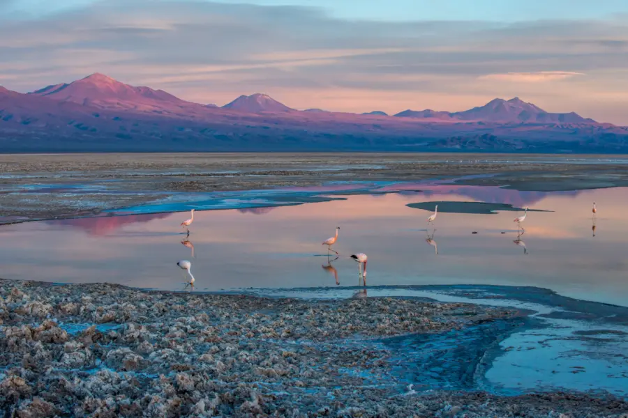 Alto atacama chiled2 42