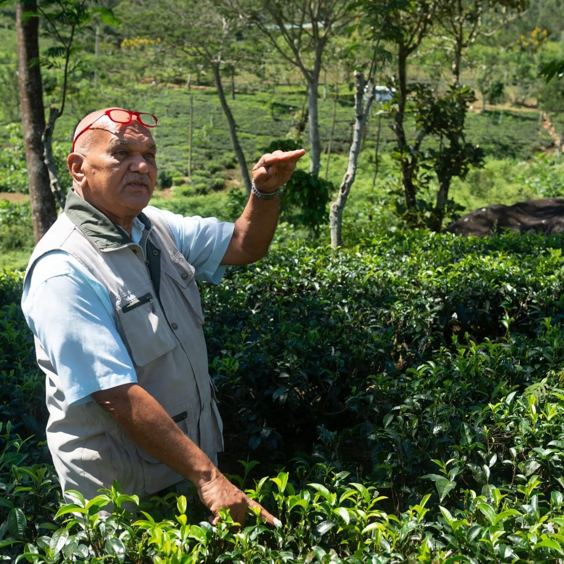 Sri lanka ceylon tea trails planter1