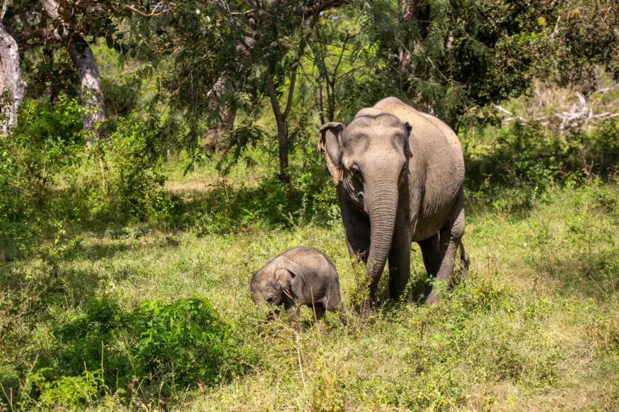 Olifant met jong yala2