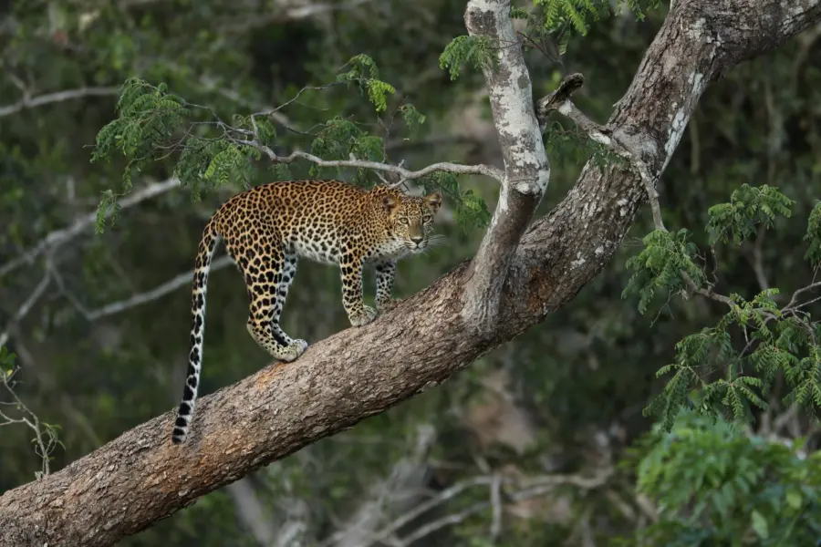 Sri lanka yala luipaard op tak2