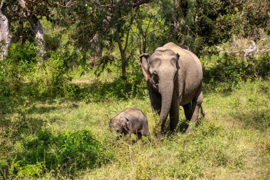Olifant met jong yala2