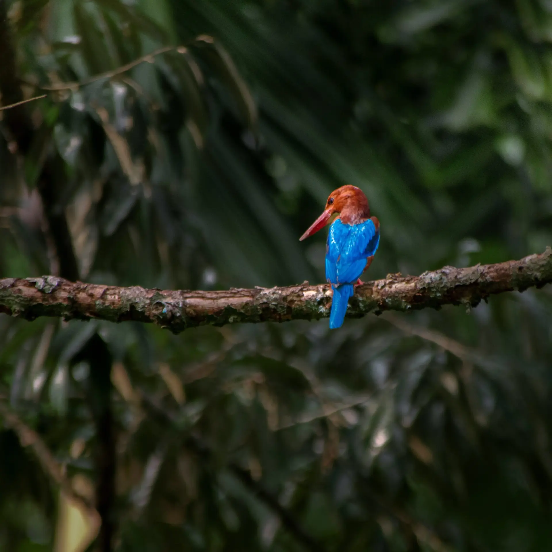 Ijsvogel