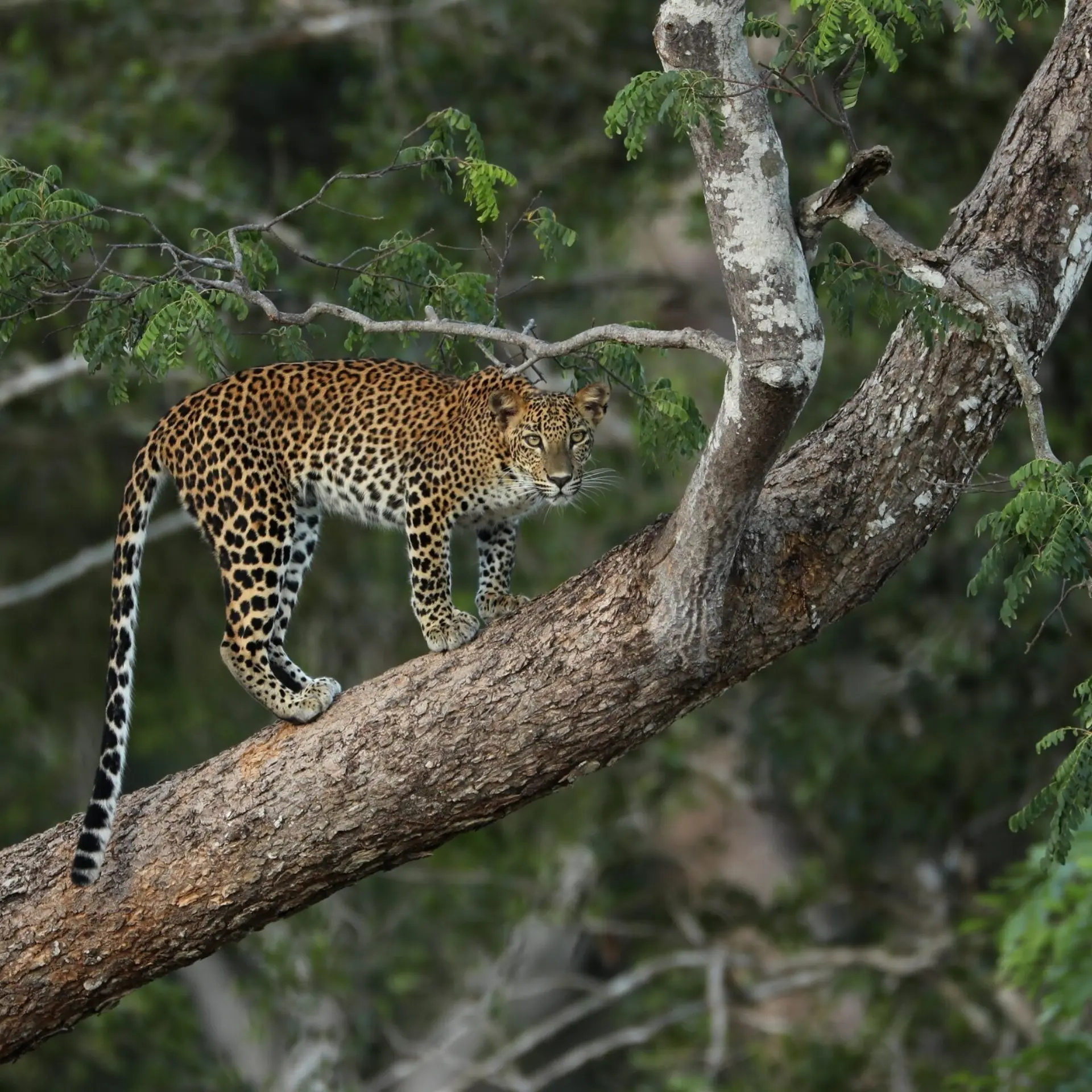 Sri lanka yala luipaard op tak2