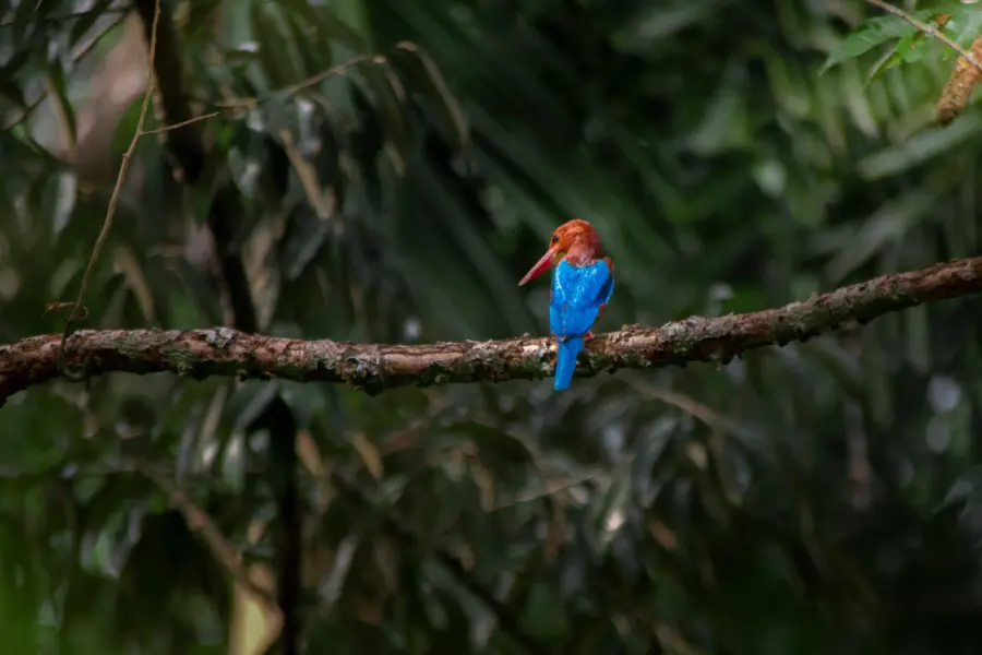 Ijsvogel