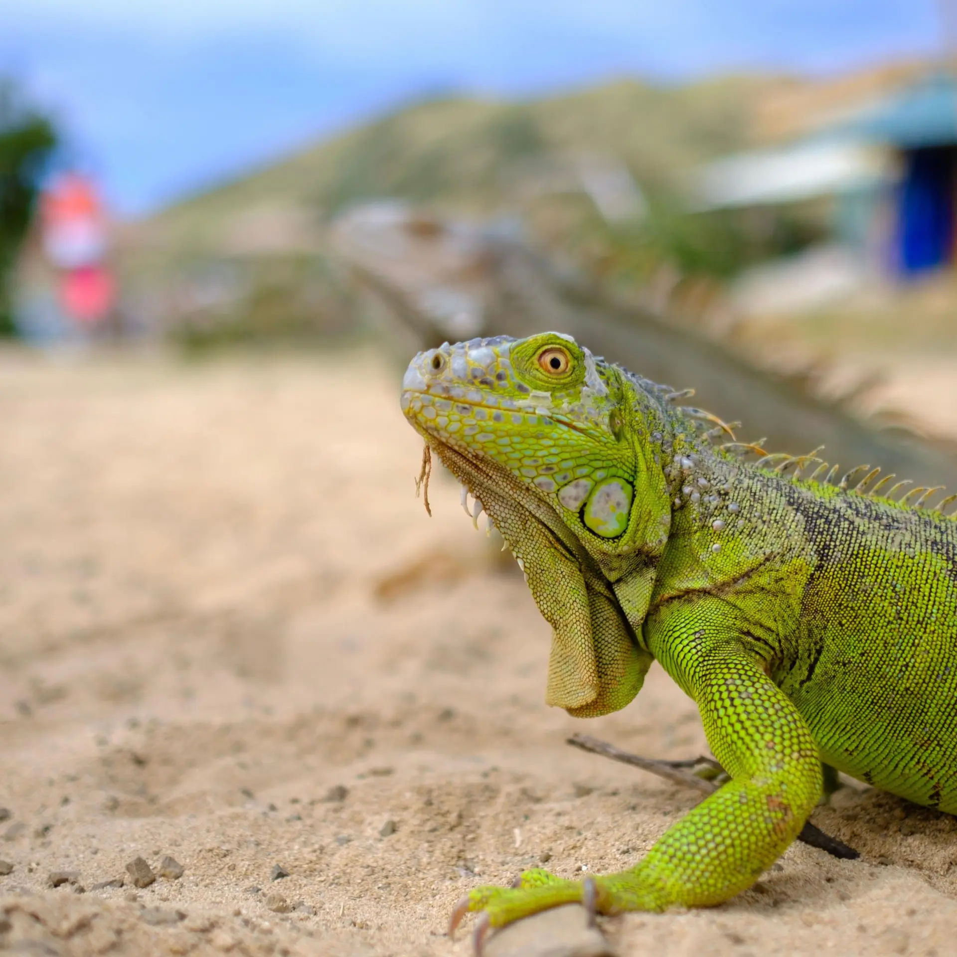 Sint maarten leguanen