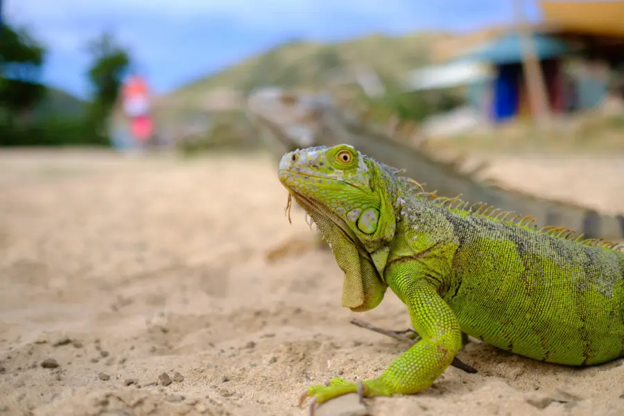 Sint maarten leguanen