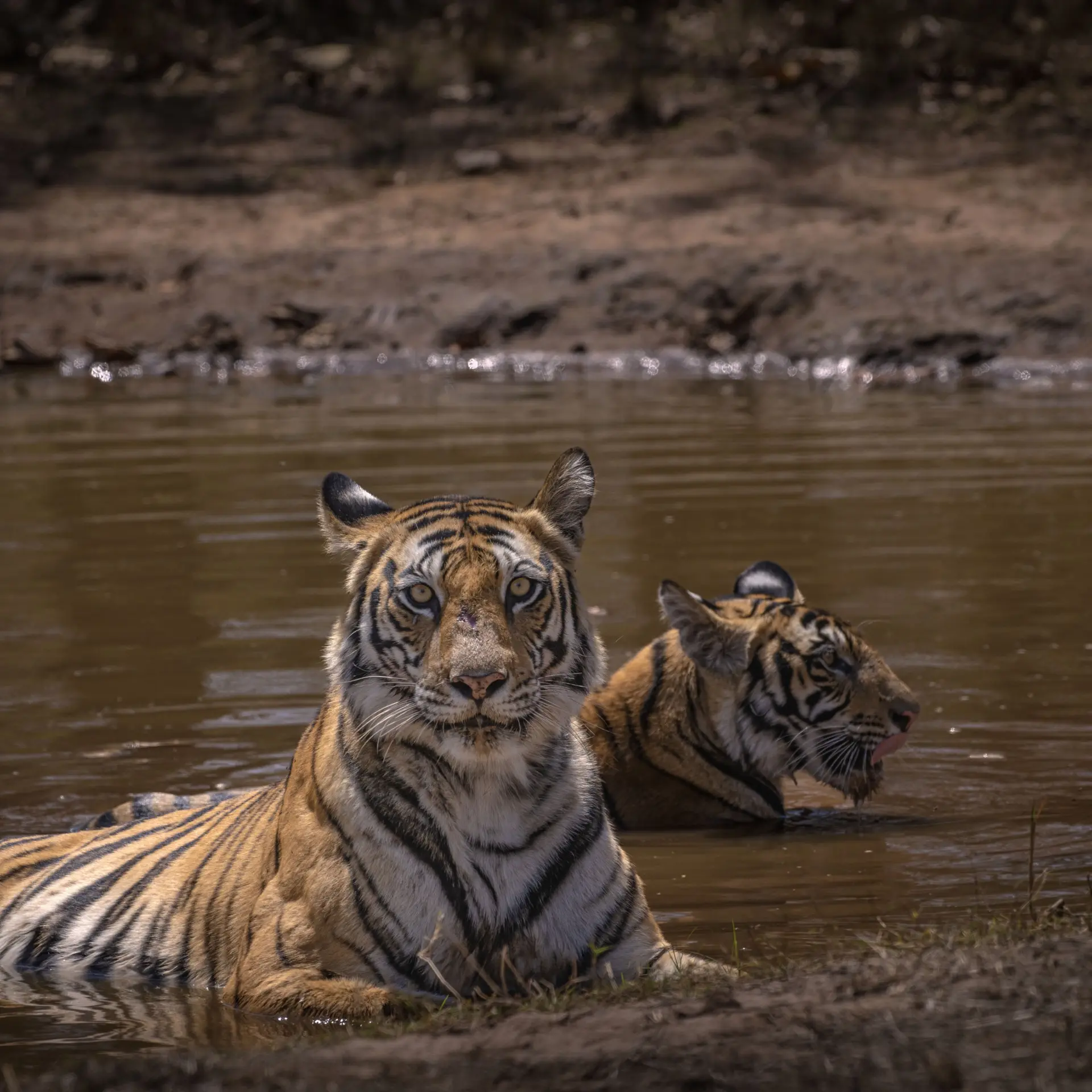 Tijgers in water bandhavgarh