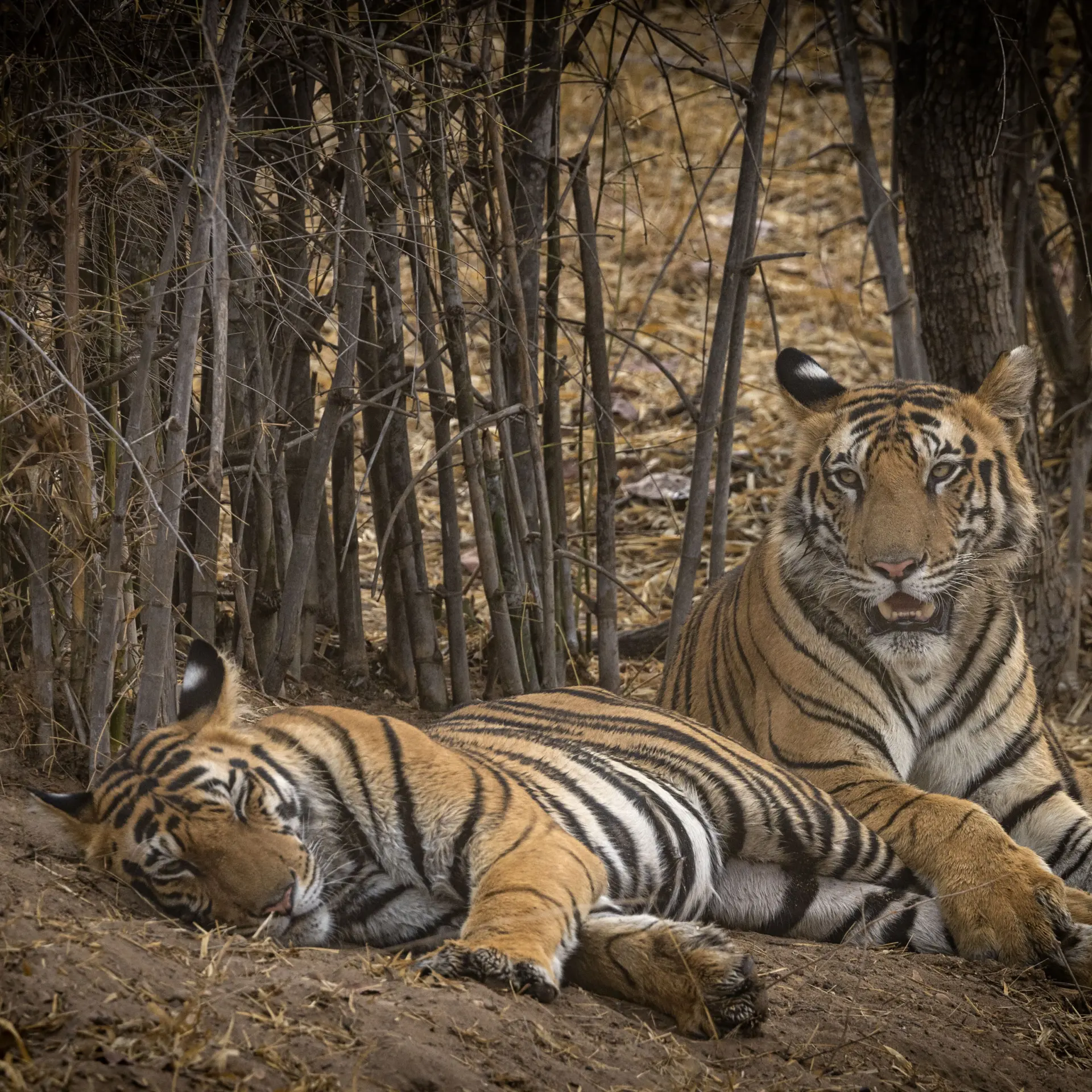 Tijgers in bos kanha