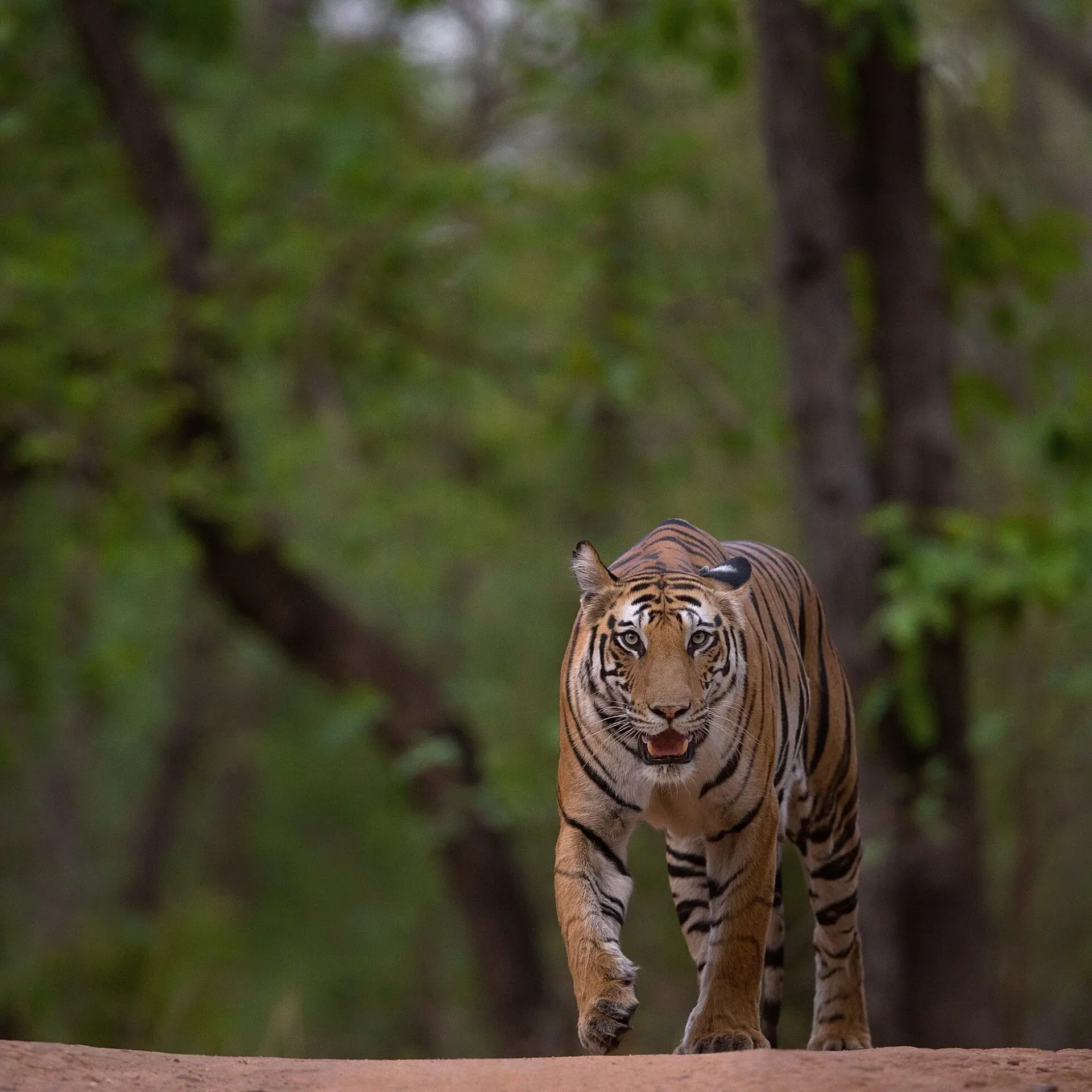 Tijger komt in beeld wandelen bandhavgarh1