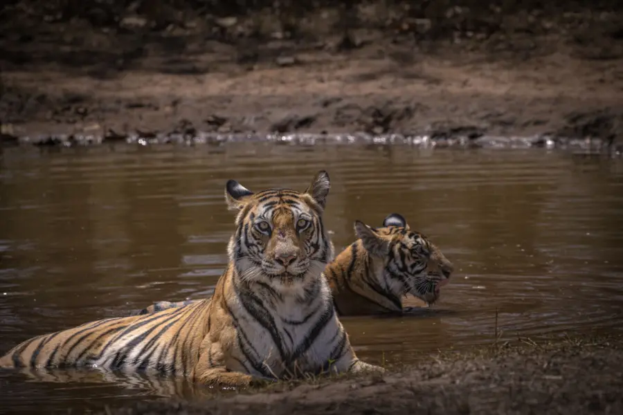 Tijgers in water bandhavgarh