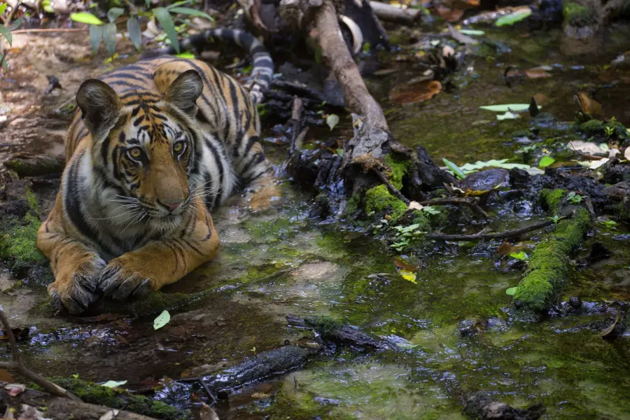 Tijgercub in water bandhavgarh