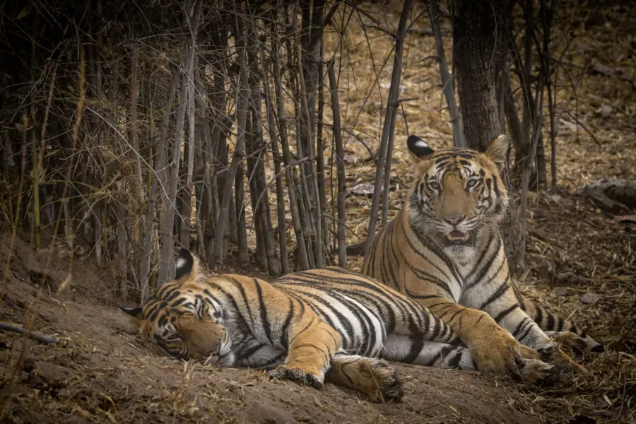 Tijgers in bos kanha