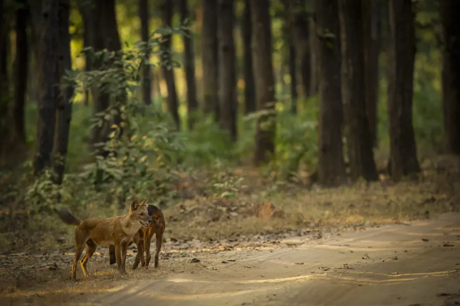 Wilde honden kanha