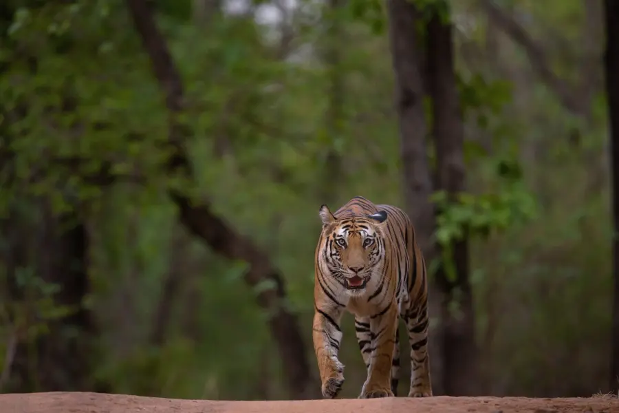 Tijger komt in beeld wandelen bandhavgarh1