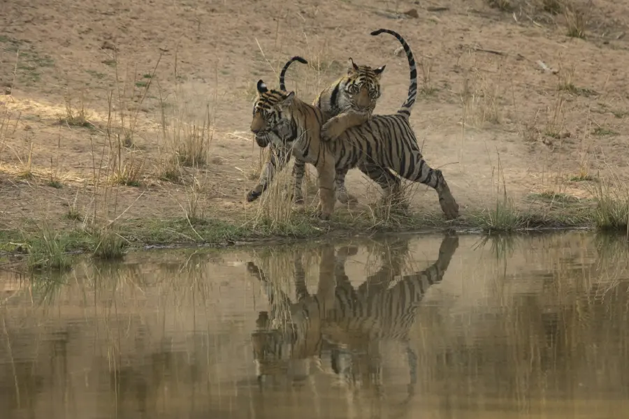 Spelende tijgercubs bandhavgarh