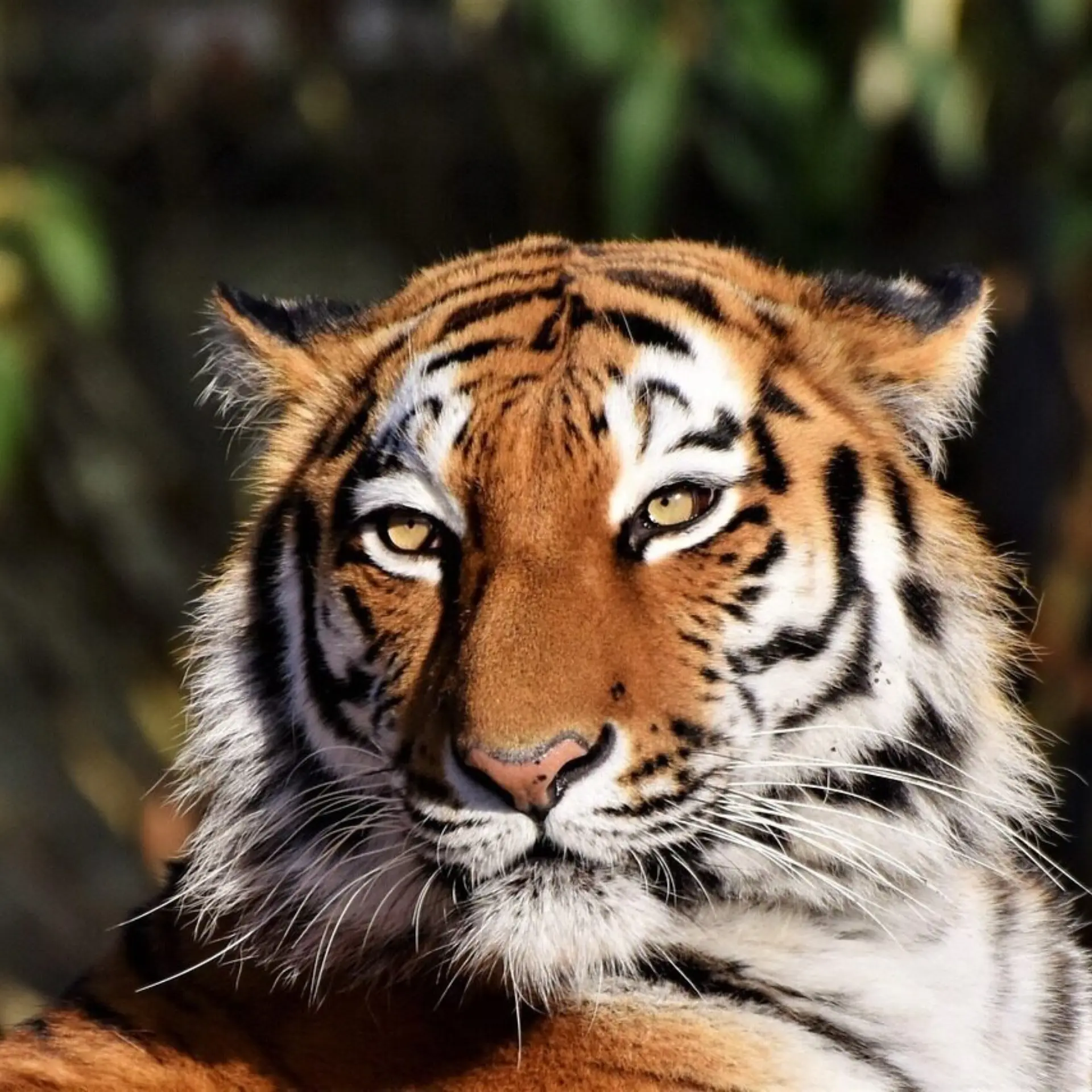 Tiger 342479112801