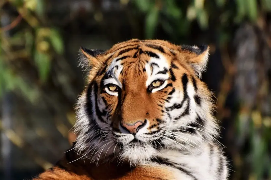 Tiger 342479112801