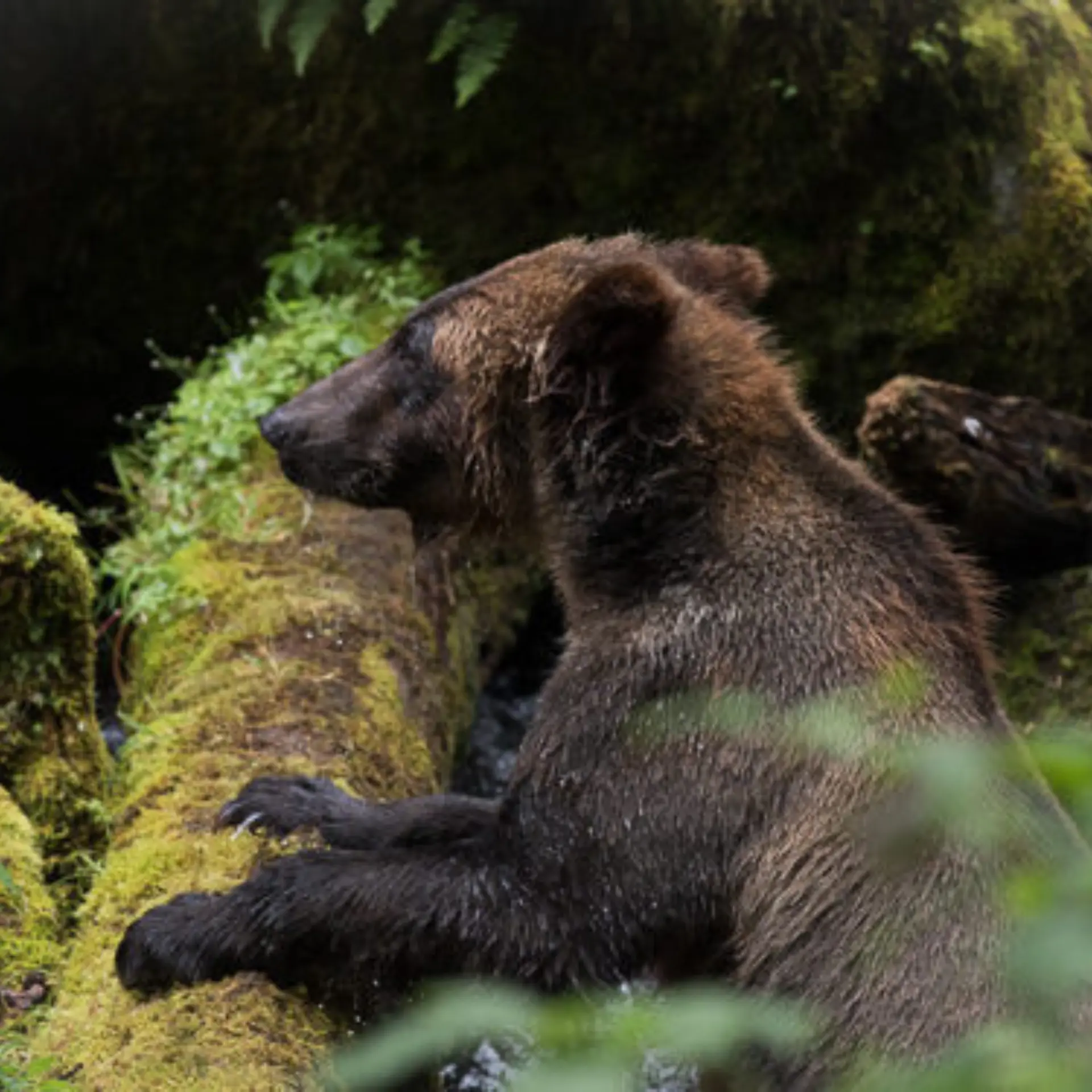 Grizzly bear on a log 019