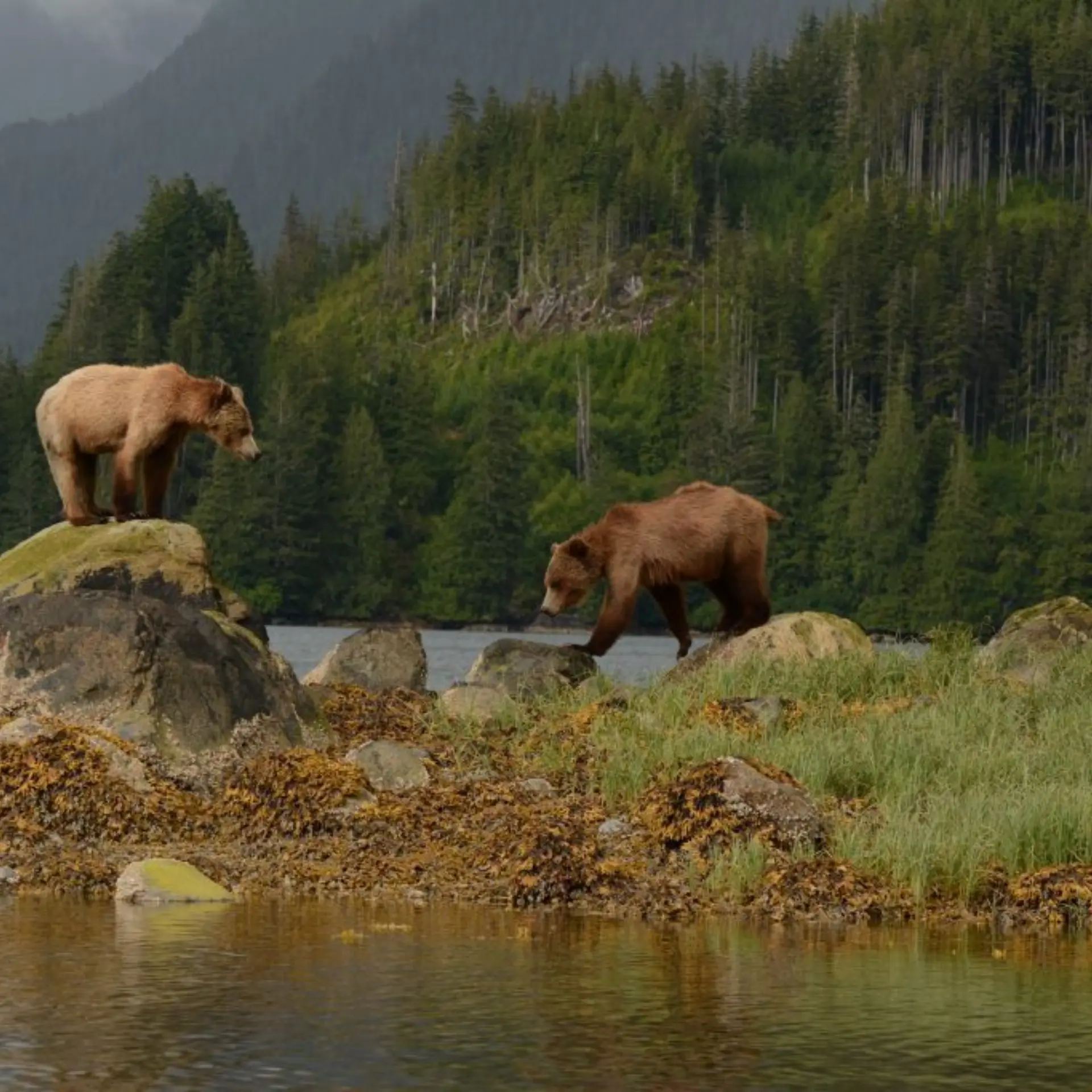 Knight inlet lodge 8
