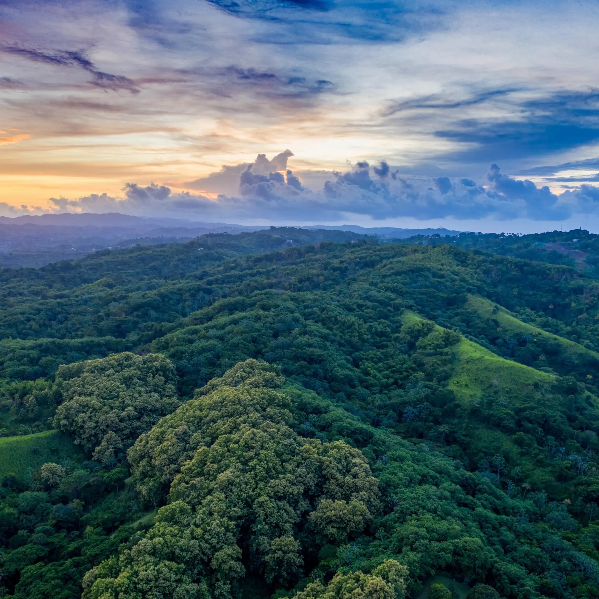 Tobago main ridge forest reserve