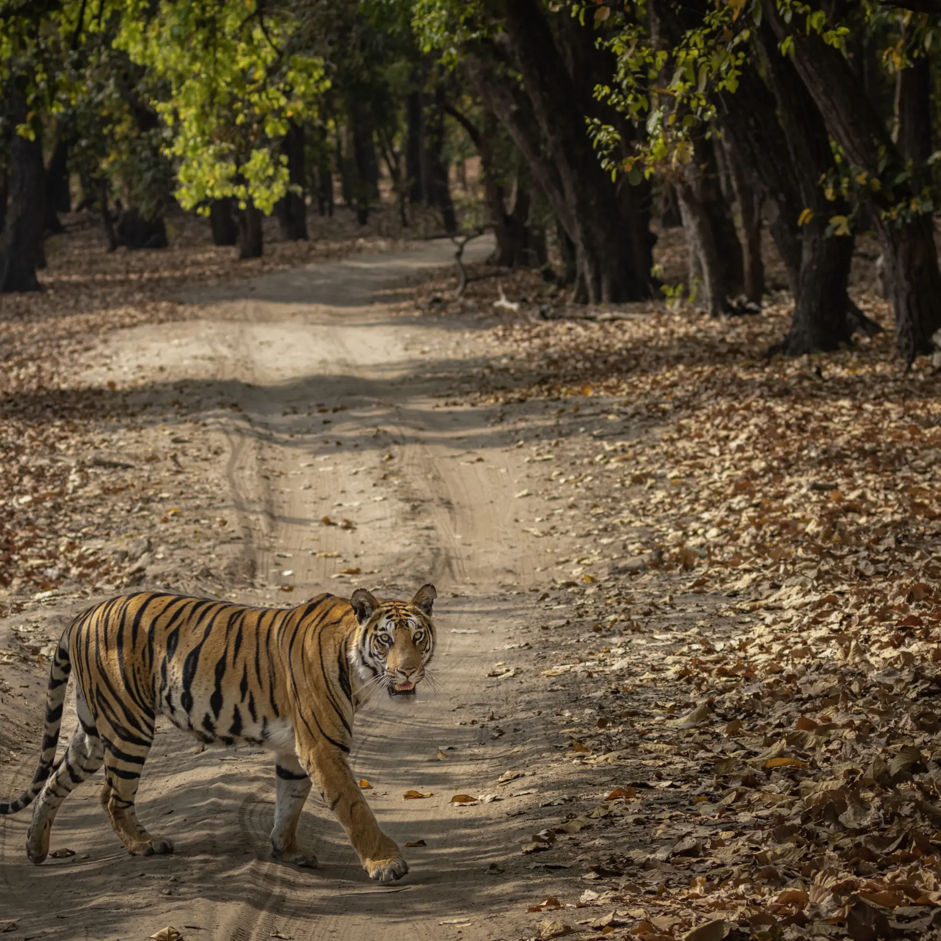 Tiger on the road kanha