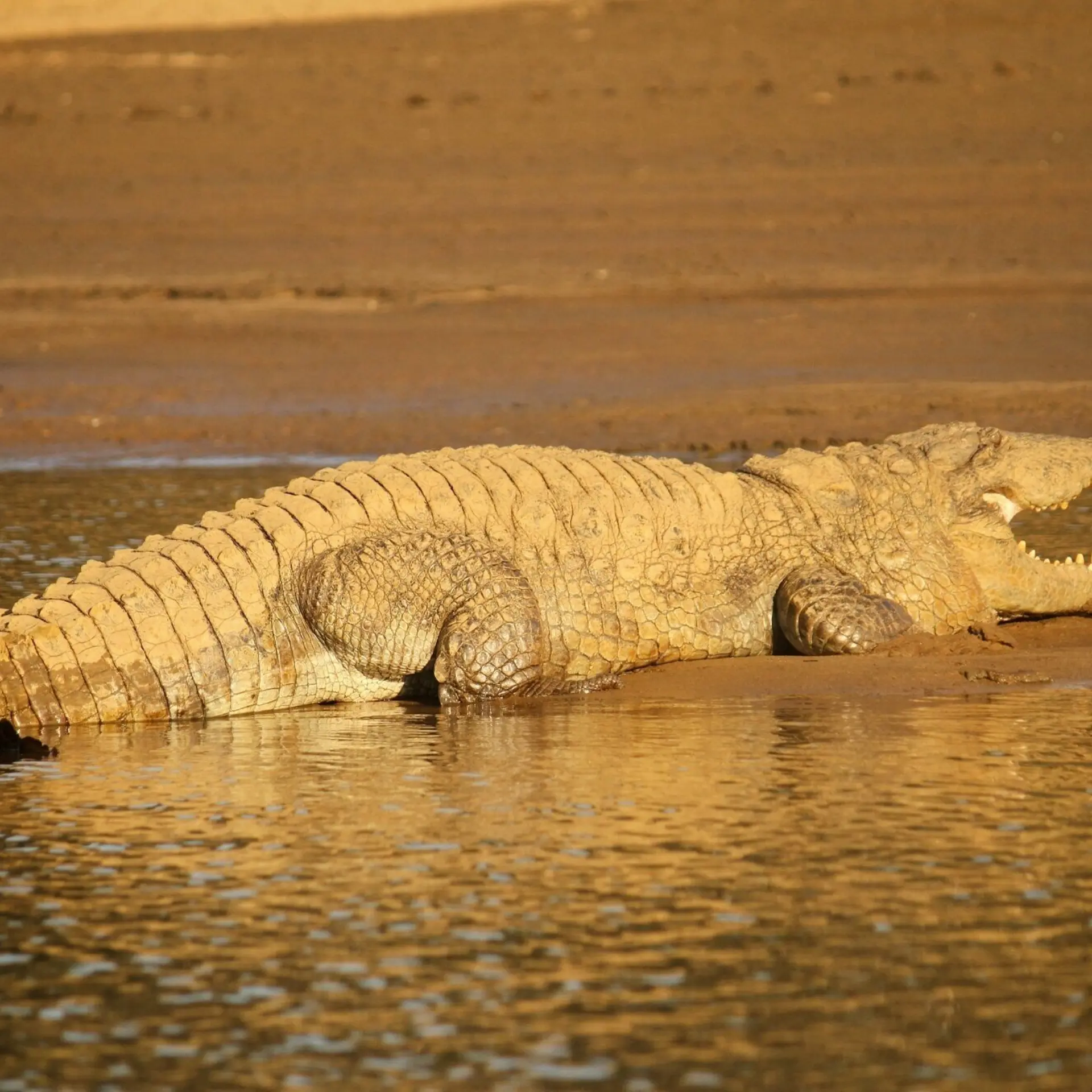 India satpura krokodil klein1