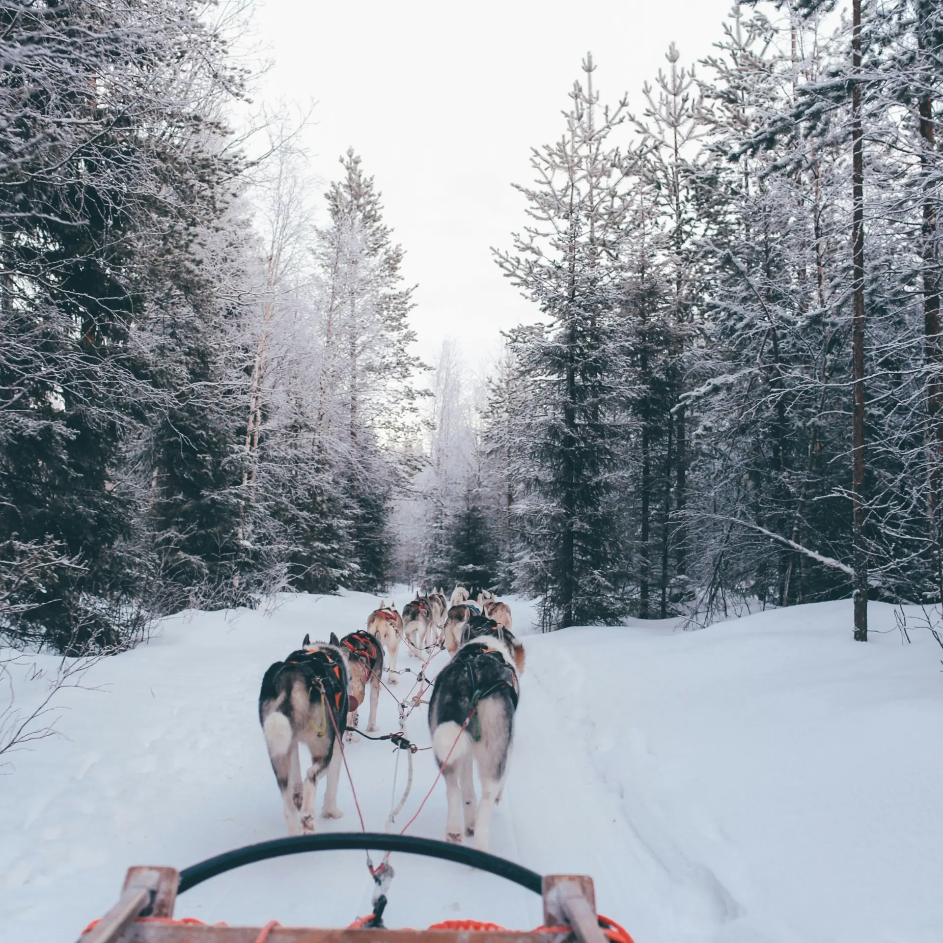 Fox jia nzmpi4d5cvc unsplash