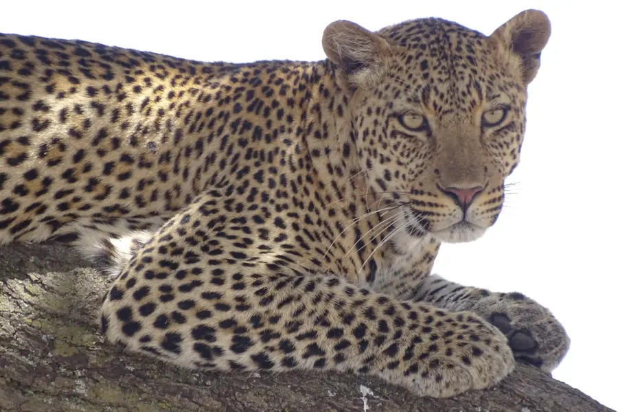 Serengeti 51