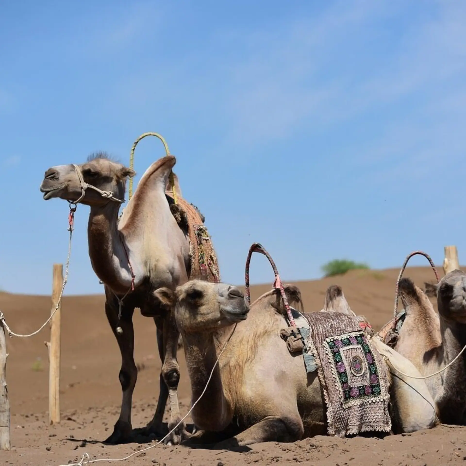 Xinjiang 26860631280