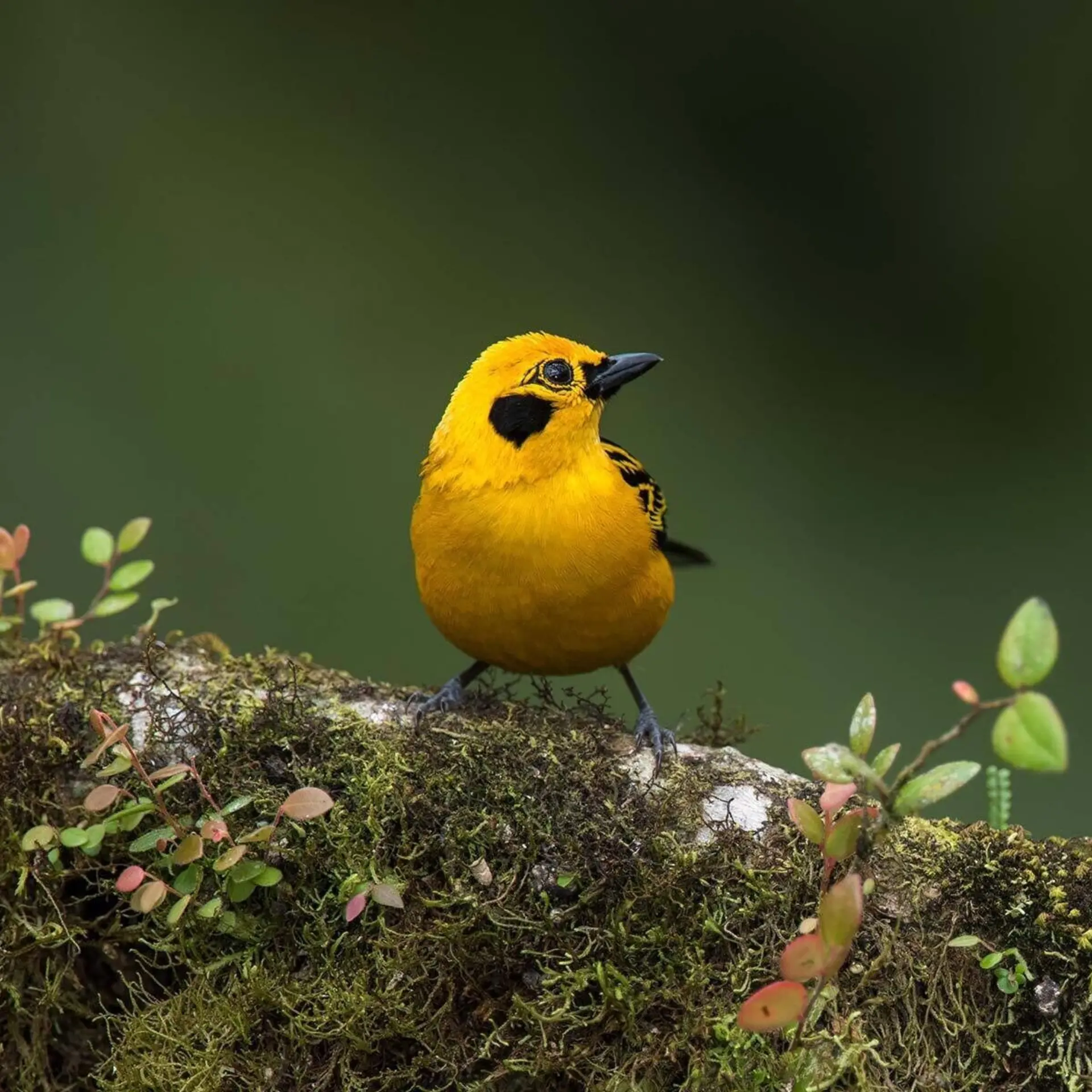 Binocular bird