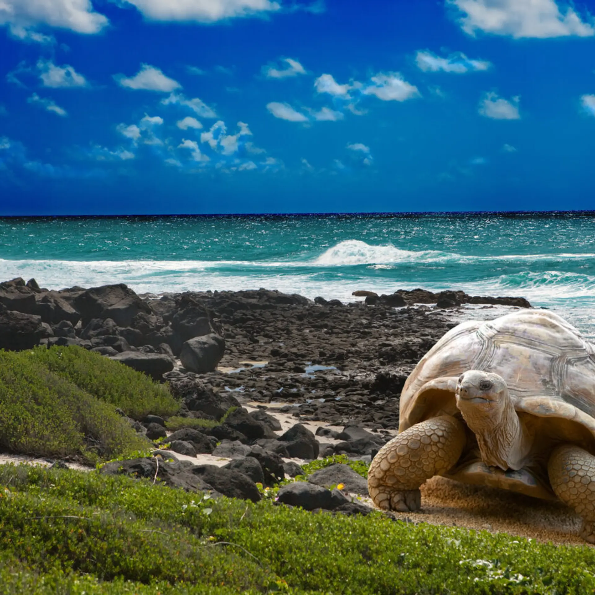 Galapagos istock 4799103061