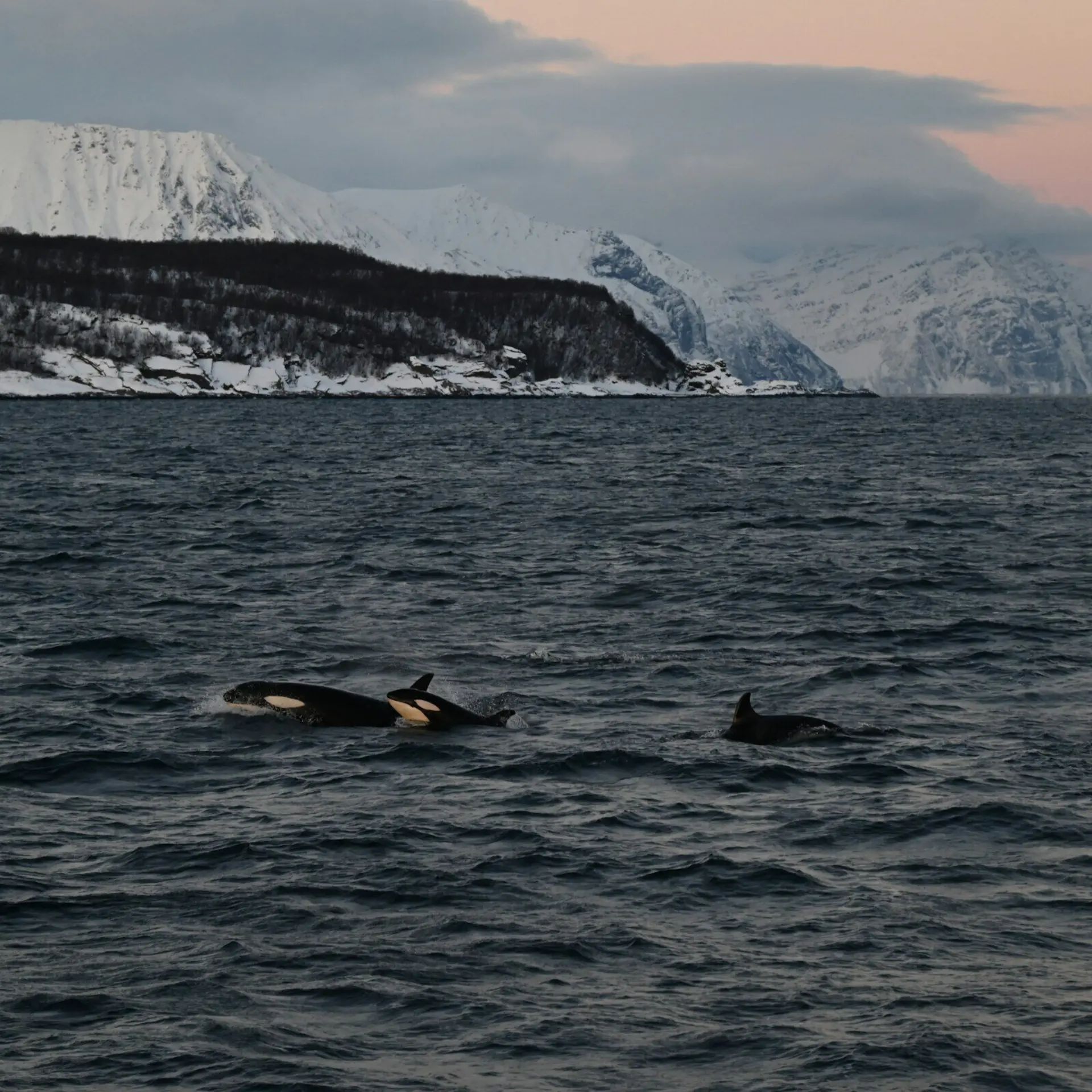 1776093527769huichao ji pzyzs77ui3e unsplash