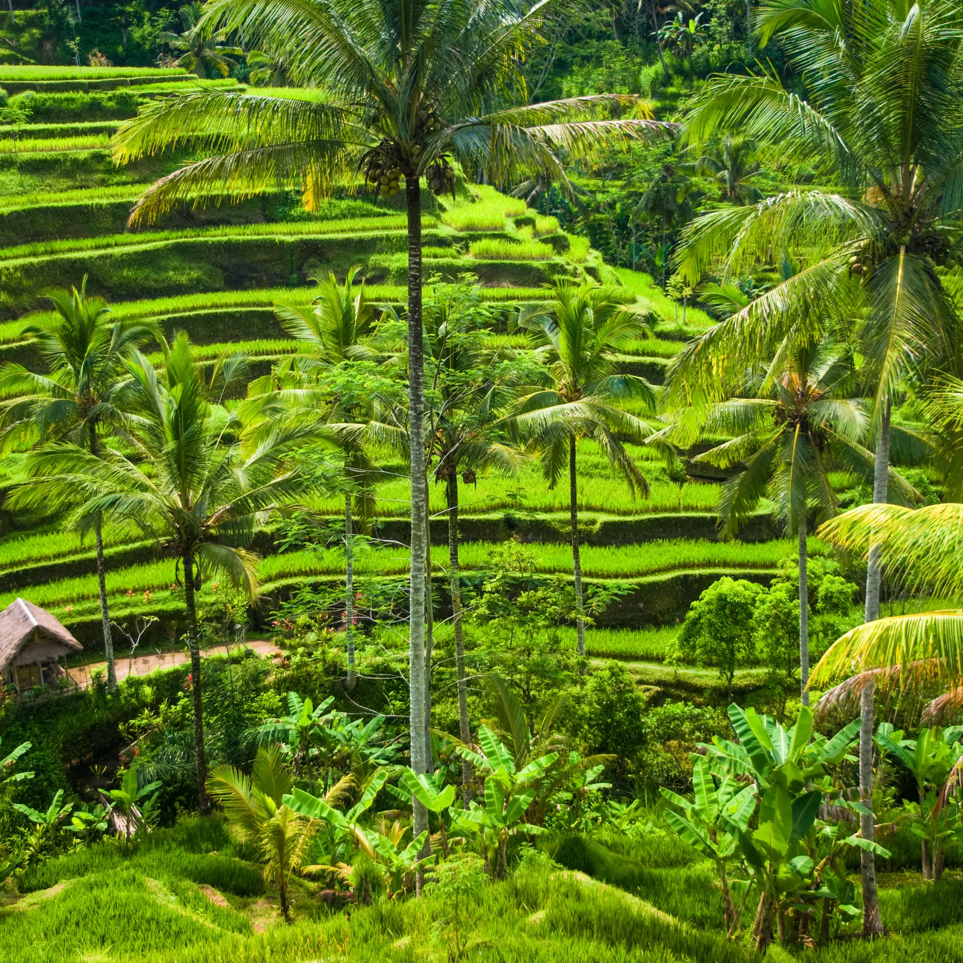 Shutterstock 684274432