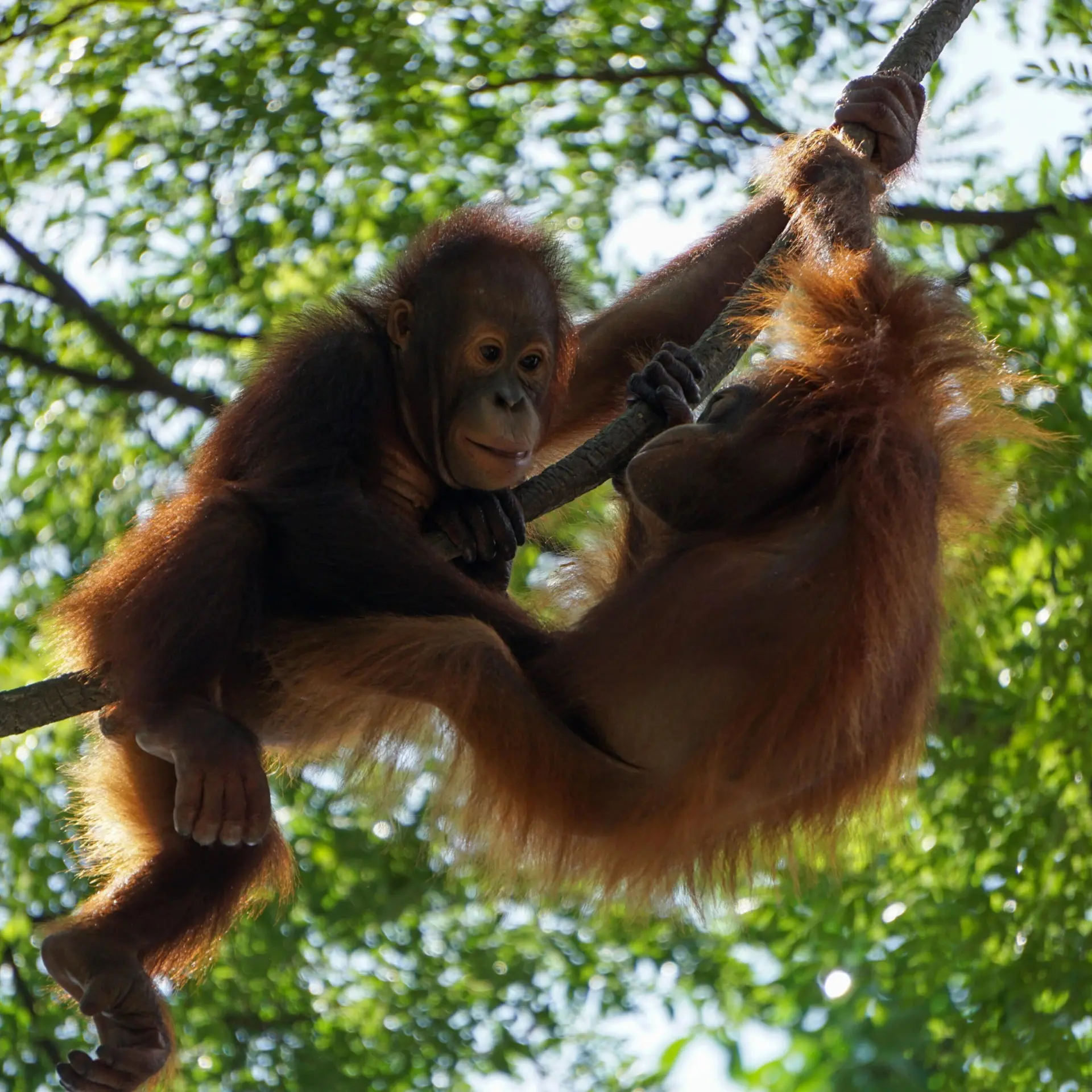 Stuart jansen biovlzi9bmm unsplash1