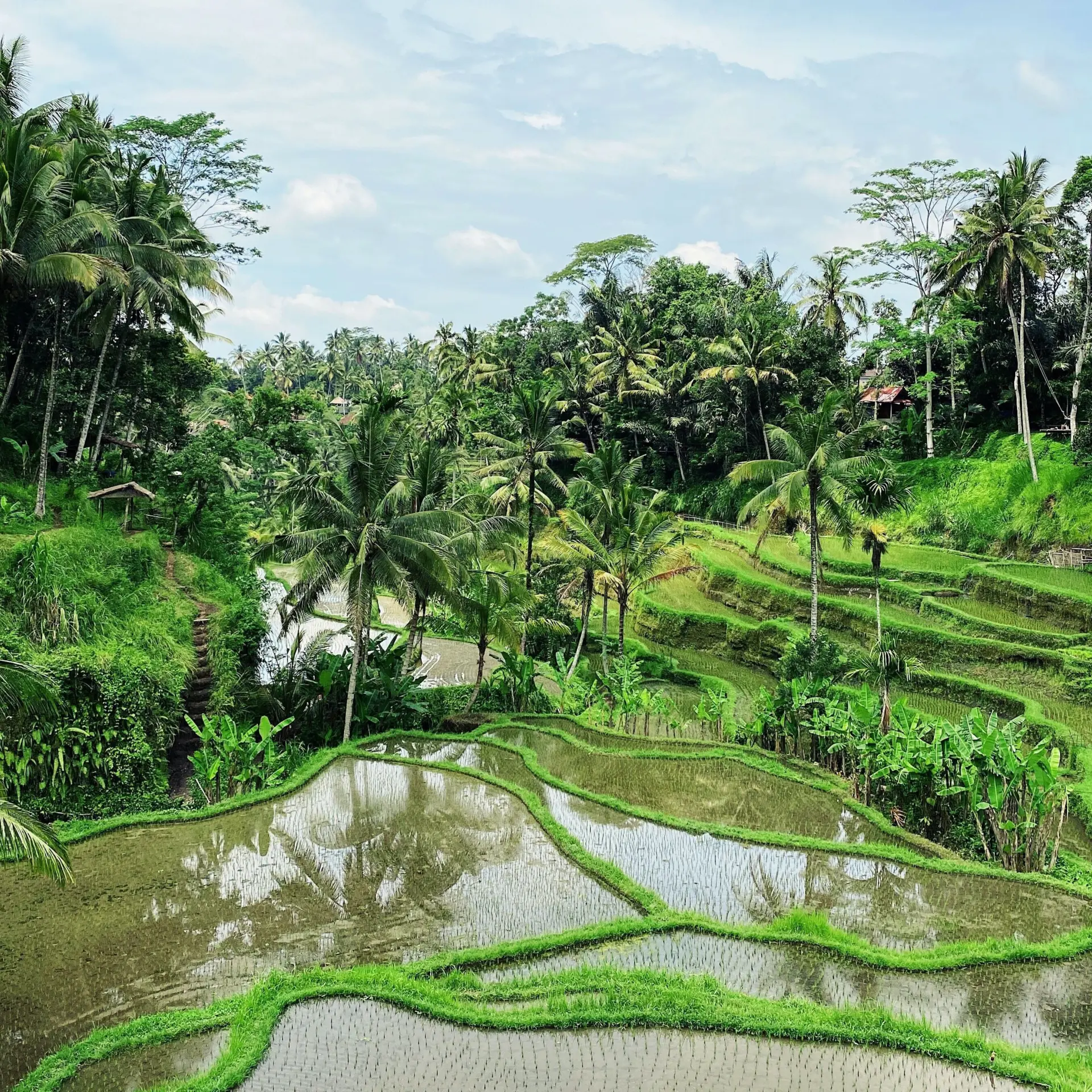 Ubud1