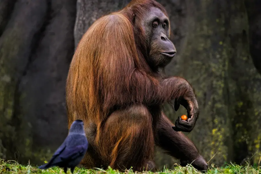 Bornean orangutan 83341771280