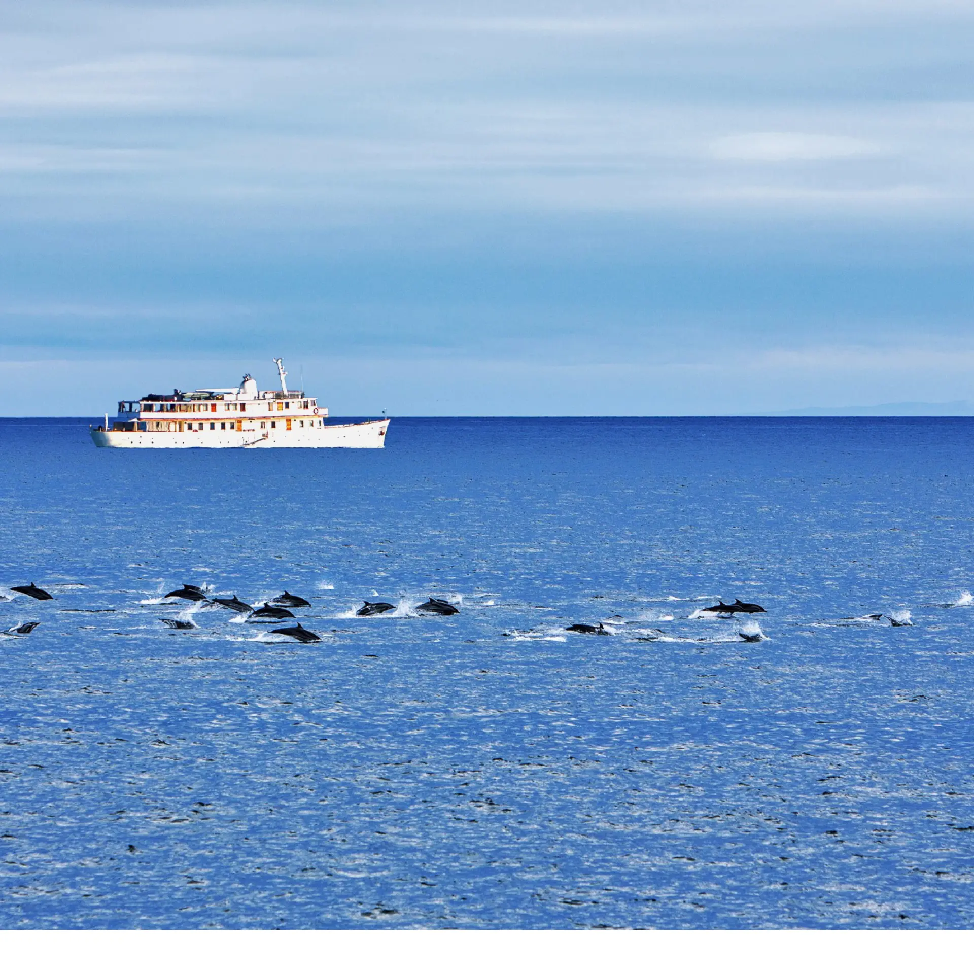Grace dolphins