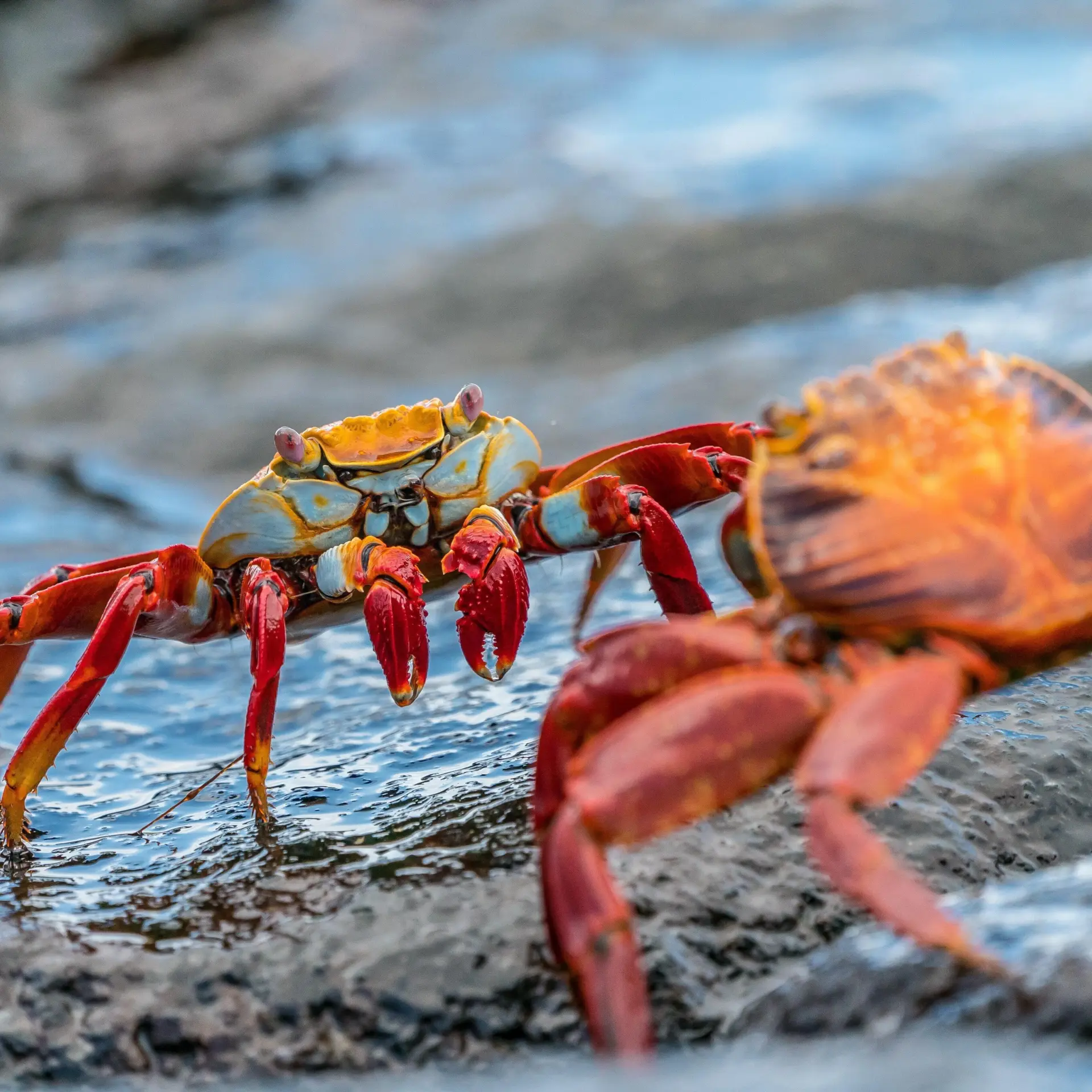 Sally lightfood crab galapagos