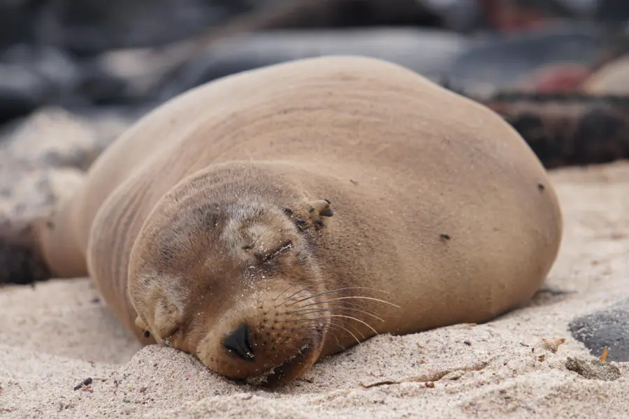 Galapagos slapende zeeleeuw