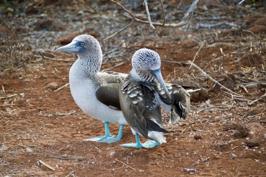 Galapagos blue footed boobies