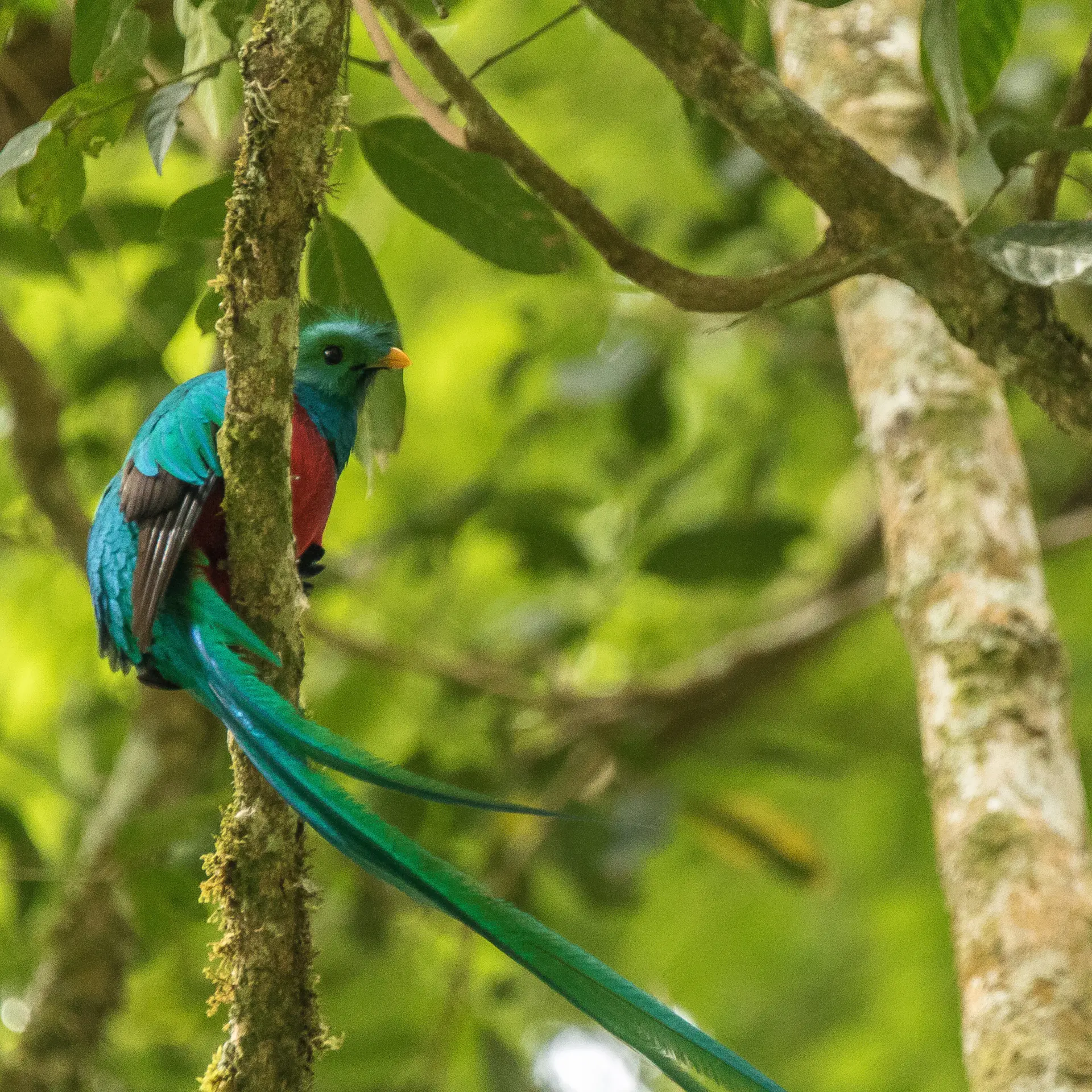 Waumans quetzal 5
