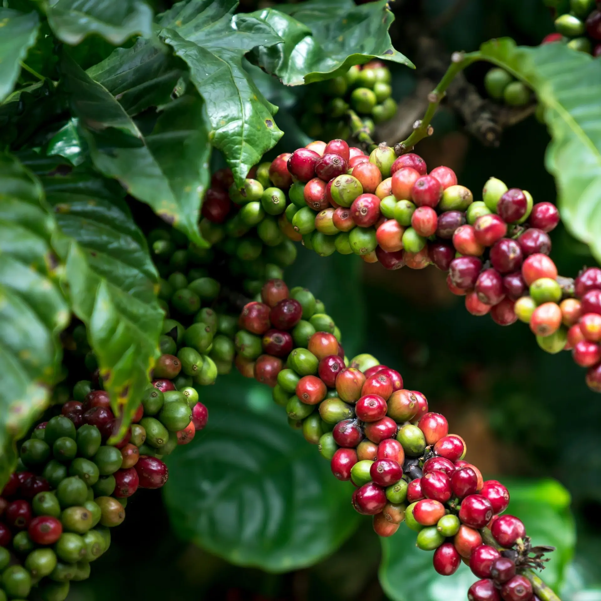 Quang nguyen vinh xbyujtehod0 unsplash