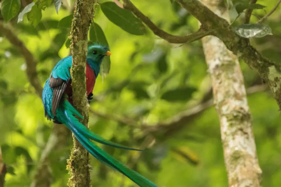 Waumans quetzal 5